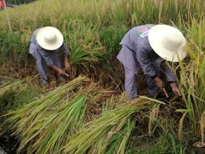 湖北省今年春耕“大盘”更优更绿 深入实施水稻产业提升
