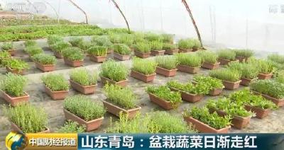 好消息！盆栽蔬菜意外走红，每亩收益高达10万！