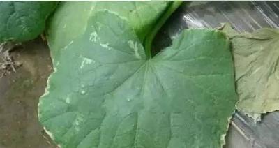 黄瓜生理性萎蔫、叶片边枯有啥好办法？