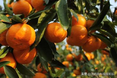 【柑橘】春季柑橘科学施肥指导意见！增施有机肥料