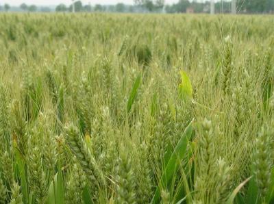 【高质量发展看襄州】10万亩小麦绿色高质高效示范区 “四化”领先全国