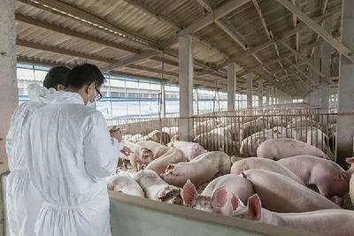 韩长赋：有效应对非洲猪瘟已成为国际社会面临的共同任务