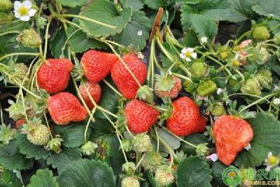 【梨树】大棚梨园套种草莓的栽培技术要点