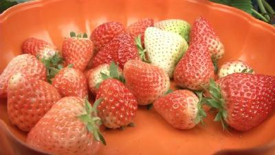 今年的草莓为啥这么精贵？批发价创历史最高，地头价涨到35元1斤