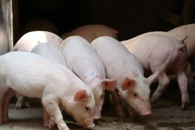 带你读懂最新版生猪生产政策