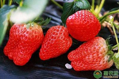 【草莓】草莓有异果的原因分析及防治方法