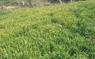 小麦“一喷三防”，第一遍药该打了！都用哪些药，你知道吗？
