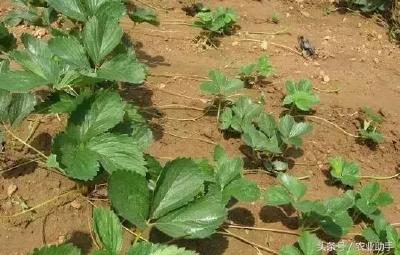 手把手教你如何增加草莓繁殖茎！（收藏）