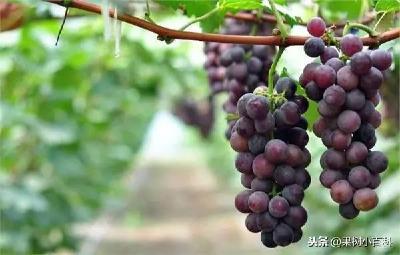 【葡萄】葡萄种植达人的独门绝技分享！实用好文，绝对干货！