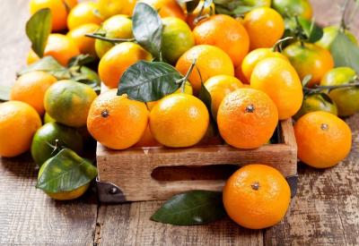 【柑橘】柑价是个“黑洞”，换种能否解决问题？