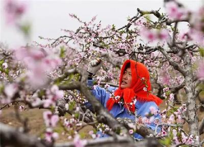 【桃树】桃树春季管理：能否丰产在花期，这些管理要跟上！
