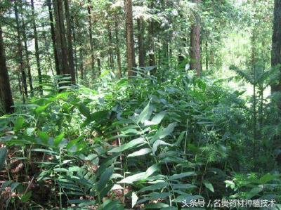 【中药材】林下种植药材有哪些品种？中草药与农作物、果园、林木的套种模式