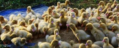 高楼养鸭 变废为宝 湖北畜牧业向“绿”而行