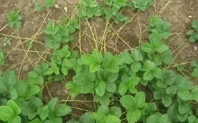 【草莓】很多人不知道的一种草莓繁殖方法——母株分株繁殖法