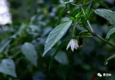 辣椒的种植时间和新方法掌握好！不怕苗不壮