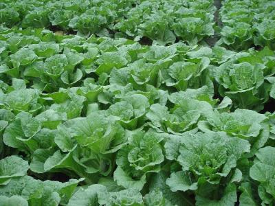 夏白菜种植管理技术！把握种植密度、加强肥水管理
