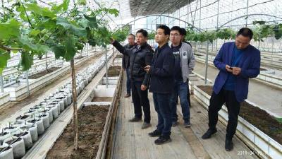 【葡萄】关于硝酸钾在葡萄上使用的14点注意事项！