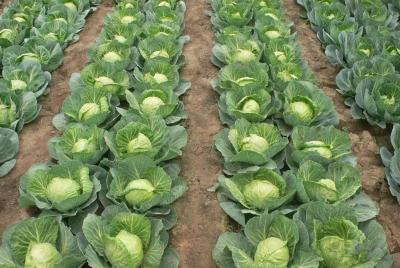 春甘蓝种植的育苗管理要点！确保苗期正常生长