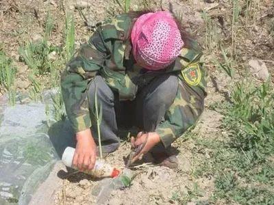 有些杂草，草甘膦打不死？罪魁祸首在这里