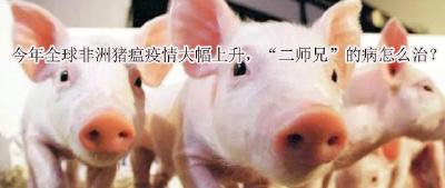今年全球非洲猪瘟疫情大幅上升，“二师兄”的病怎么治？