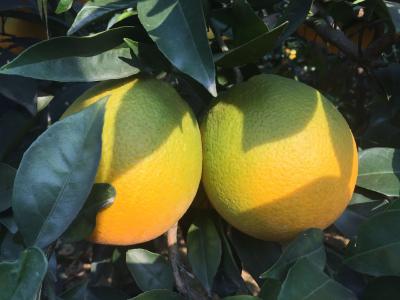 【夏橙】夏橙幼树结果树，从施肥、修剪，病虫害等入手