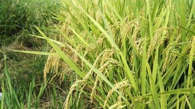 水稻纹枯病的发病因素有哪些？一旦发病后，该怎么办？