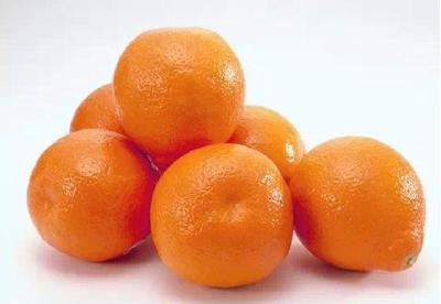 【柑橘】柑橘坐果关键期，炭疽病落叶影响保果，到底谁惹的祸？