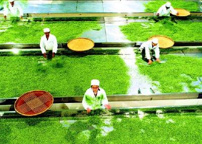 秭归丝绵茶2018年销售茶叶1050吨 带动近3000农户增收
