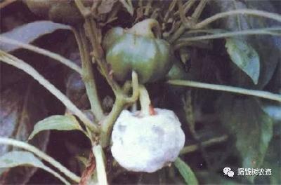 辣椒绵腐病来袭！它的特征和发病规律你知道吗