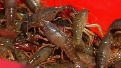 小龙虾的“黑色五月”要来了，养殖户该如何提前预防？