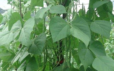 地膜春芸豆栽培需注意的要点：施肥整地、适时播种、防治虫害