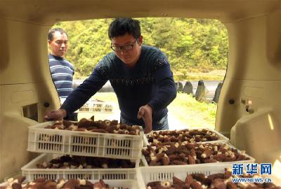 湖北宣恩：大学生返乡种菌富乡邻