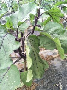 茄子种植：如何预防茄子黄萎病？提高茄子亩产量