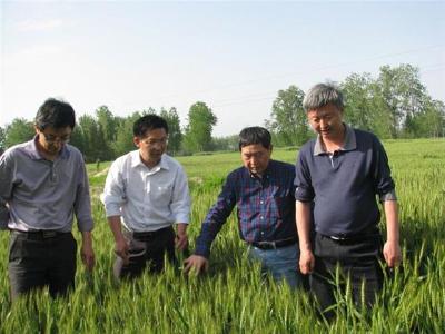 湖北小麦进入抽穗扬花期，要提防这种病害