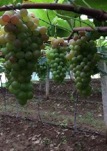 【葡萄】新手种植葡萄，第一年小苗管理要注意这六点！