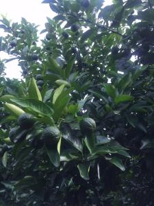 【柑橘】进入盛花期，花期树体管理及病虫害防治攻略