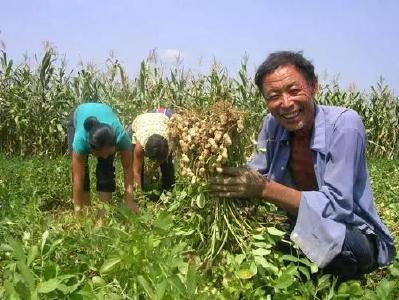 花生又开始涨价了！但后期仍难逃“高开低走”