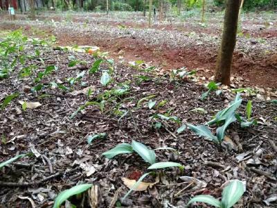 【中药材】山地、林地、荒滩地开发药材种植，收益翻倍！