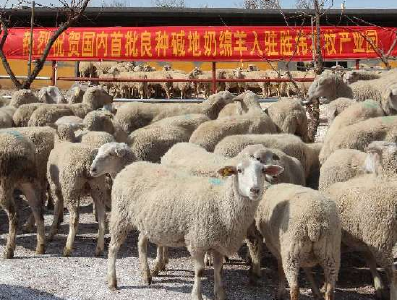 国内首批碱地奶绵羊顺利抵达胜伟盐碱地农牧产业园