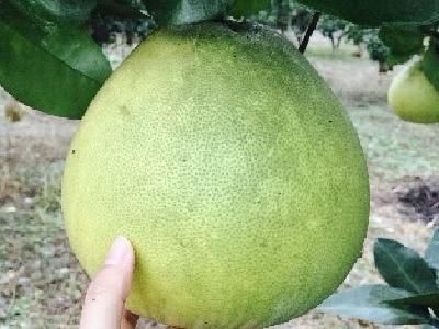 【柚子】柚子种植之无籽柚子！高品质柚子的栽培管理措施