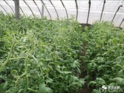 种植番茄产量老是上不去，是不是你忽略了这些