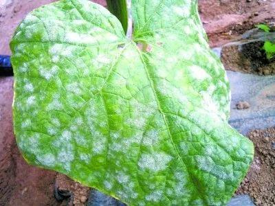大雨+大风+霜冻！棚室蔬菜注意“春捂”