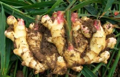 天天要吃的这种菜，你确定自己真的了解吗？