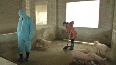 韩国出现第4例非洲猪瘟疫情 猪场共饲养2300头猪
