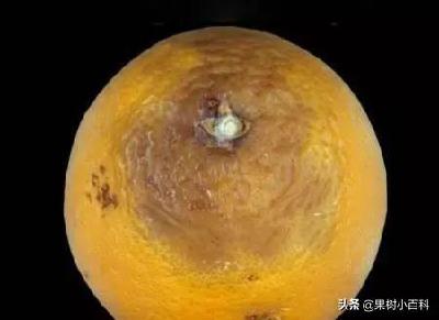 【柑橘】二次用药春梢萌发期！记住不是每一种树脂病，都是砂皮型
