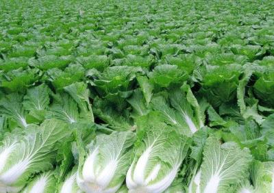 蔬菜安全施肥“六忌”！避免导致蔬菜生长发育