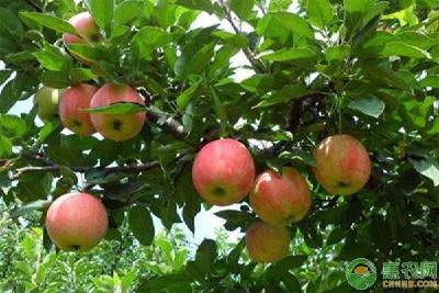 春季果树花期种植栽培的“八疏八留”技术讲解