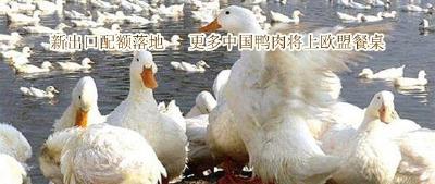 新出口配额落地 　更多中国鸭肉将上欧盟餐桌