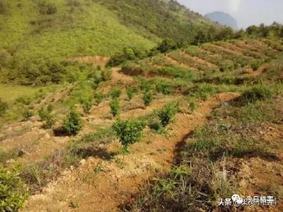 【柑橘】柑橘节水灌溉4要点！铺草覆盖，沟渠蓄水