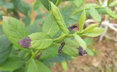 病毒、螨害、激素要分清！植株生长点处多发，各有各的症状
